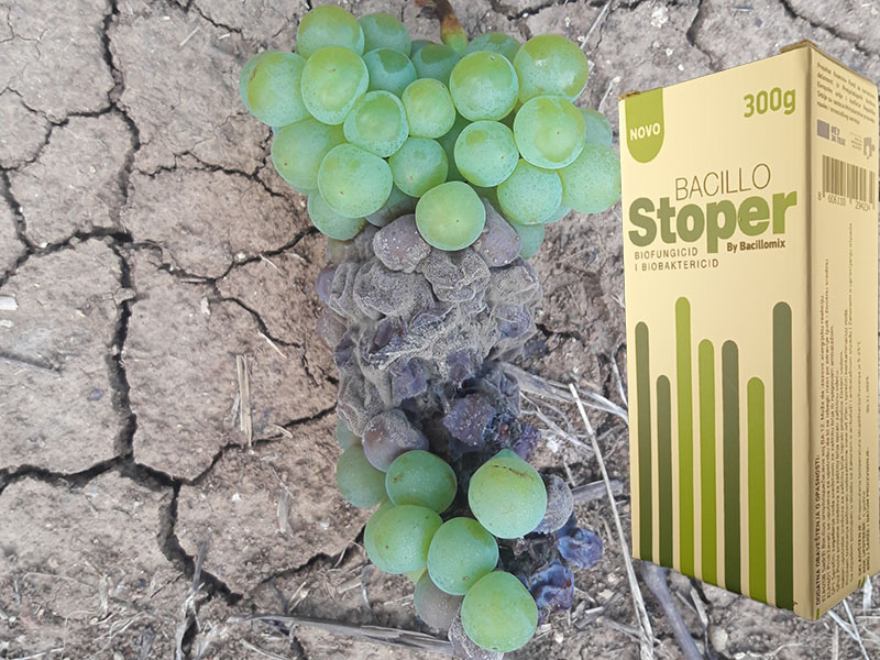 Bacillo stoper u vinovoj lozi